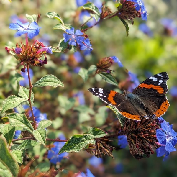 Butterfly