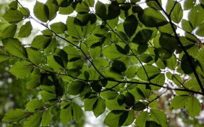 Welcome to The Walnut Barn – and my first ever blog!