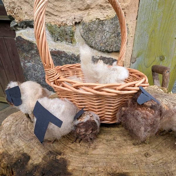 Nature based learning - Sheep