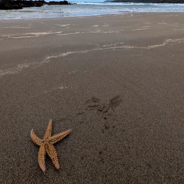 Starfish